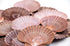 orange pink flat scallop shells 1 kg